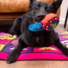 Picture of DC Comics Wonder Woman Dumbell Teethers